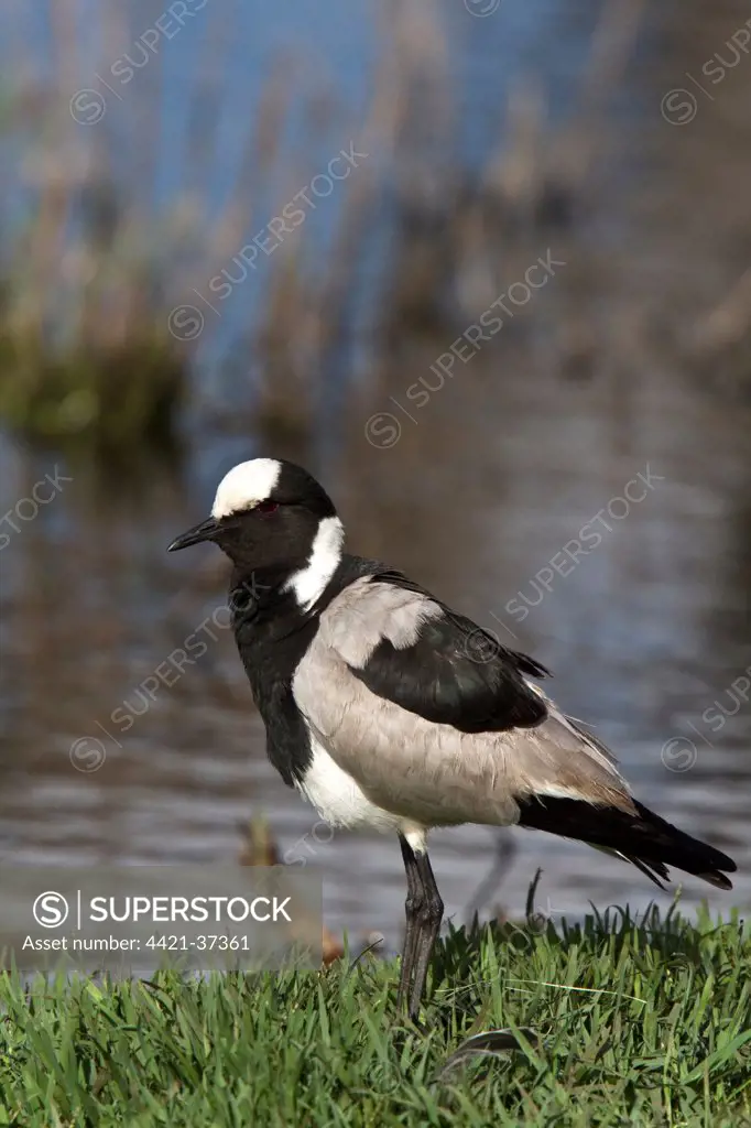 The Blacksmith Lapwing or Blacksmith Plover (Vanellus armatus) occurs commonly from Kenya through central Tanzania to southern and southwestern Africa