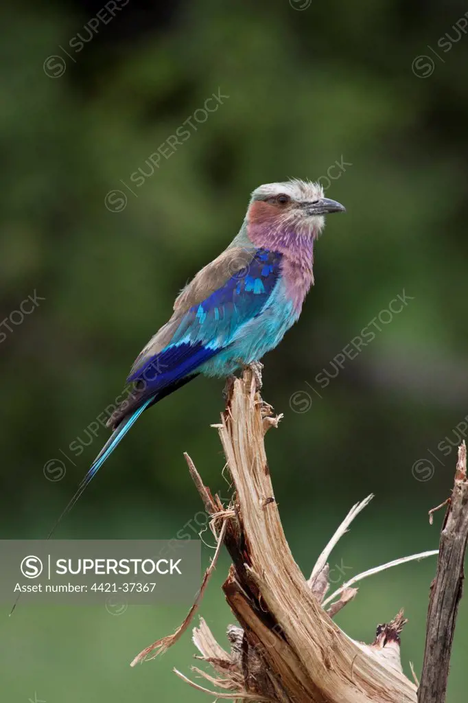 The Lilac-breasted Roller, Coracias caudatus, is a member of the roller family of birds. It is widely distributed in sub-Saharan Africa