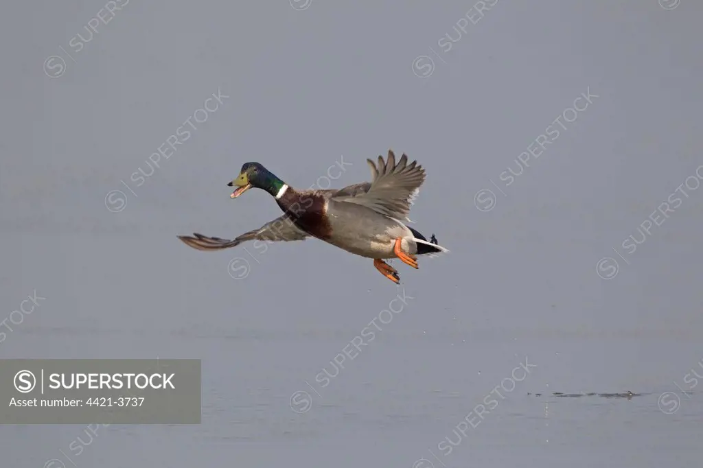 Mallard Duck (Anas platyrhynchos) adult male, calling in flight over water, Minsmere RSPB Reserve, Suffolk, England, april