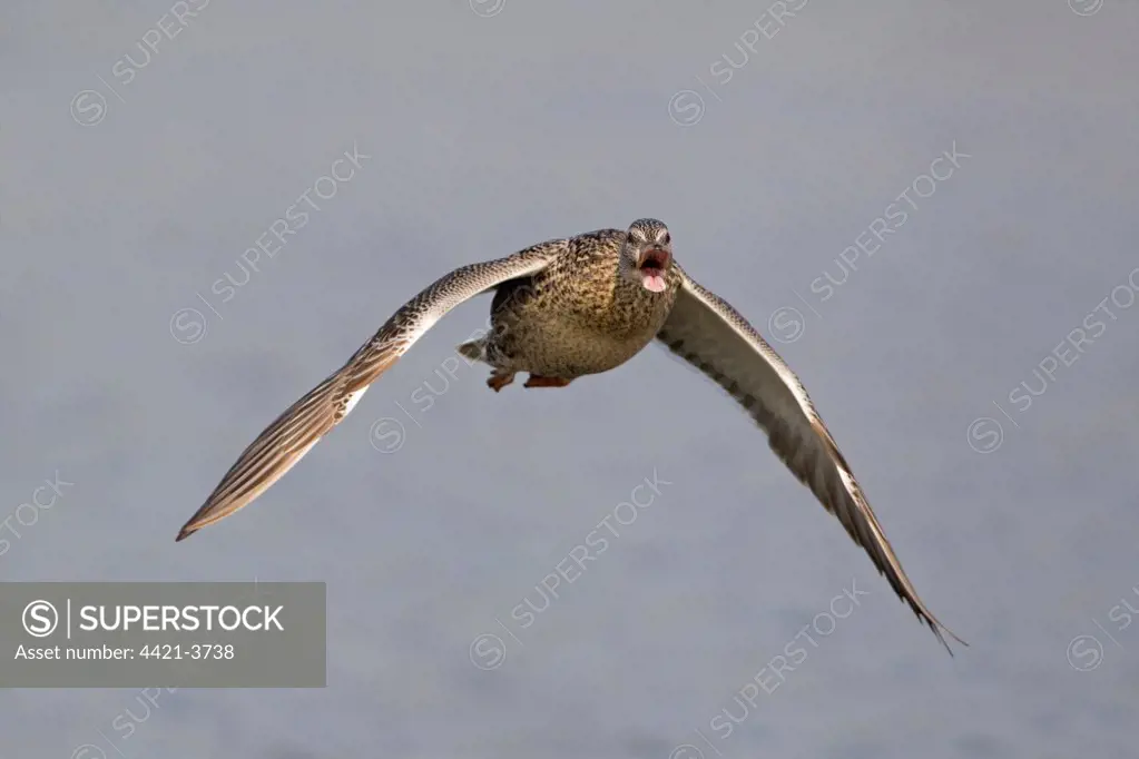 Mallard Duck (Anas platyrhynchos) adult female, calling in flight, Minsmere RSPB Reserve, Suffolk, England, april