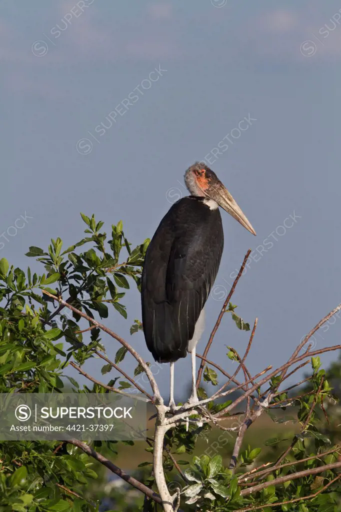 Marabou Stork Okavango Delta Botswana. Marabou's are a large wading bird in the stork family Ciconiidae. It breeds in Africa south of the Sahara, occurring in both wet and arid habitats. It is sometimes called the 'undertaker bird,' due to its shape from behind.