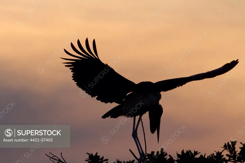 The Marabou Storks at sun set in the Okavango Delta Botswana. Marabou's are a large wading bird in the stork family Ciconiidae. It breeds in Africa south of the Sahara, occurring in both wet and arid habitats. It is sometimes called the 'undertaker bird,' due to its shape from behind.