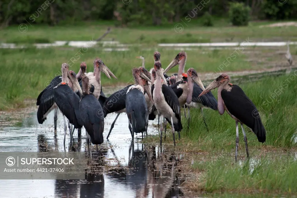 Marabou Storks group in the Okavango Delta Botswana. Marabou's are a large wading bird in the stork family Ciconiidae. It breeds in Africa south of the Sahara, occurring in both wet and arid habitats. It is sometimes called the 'undertaker bird,' due to its shape from behind.