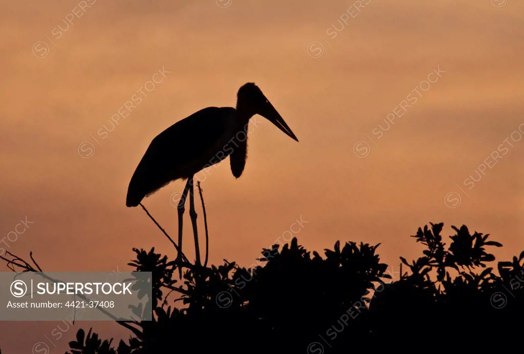 Marabou Stork at sun set in the Okavango Delta Botswana. Marabou's are a large wading bird in the stork family Ciconiidae. It breeds in Africa south of the Sahara, occurring in both wet and arid habitats. It is sometimes called the 'undertaker bird,' due to its shape from behind.