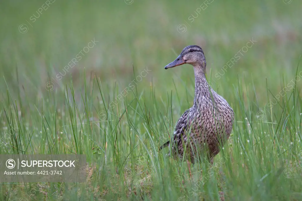 Mallard Duck (Anas platyrhynchos) adult female, standing in grass, Finland, july