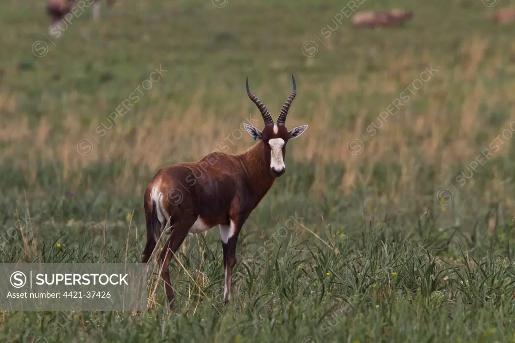Blesbok or Blesbuck (Damaliscus pygargus phillipsi) is an antelope with a distinctive white face and forehead. Its white face is the origin of its of its name, because bles is the Afrikaans word for blaze. Although it is a close relative of the Bontebok