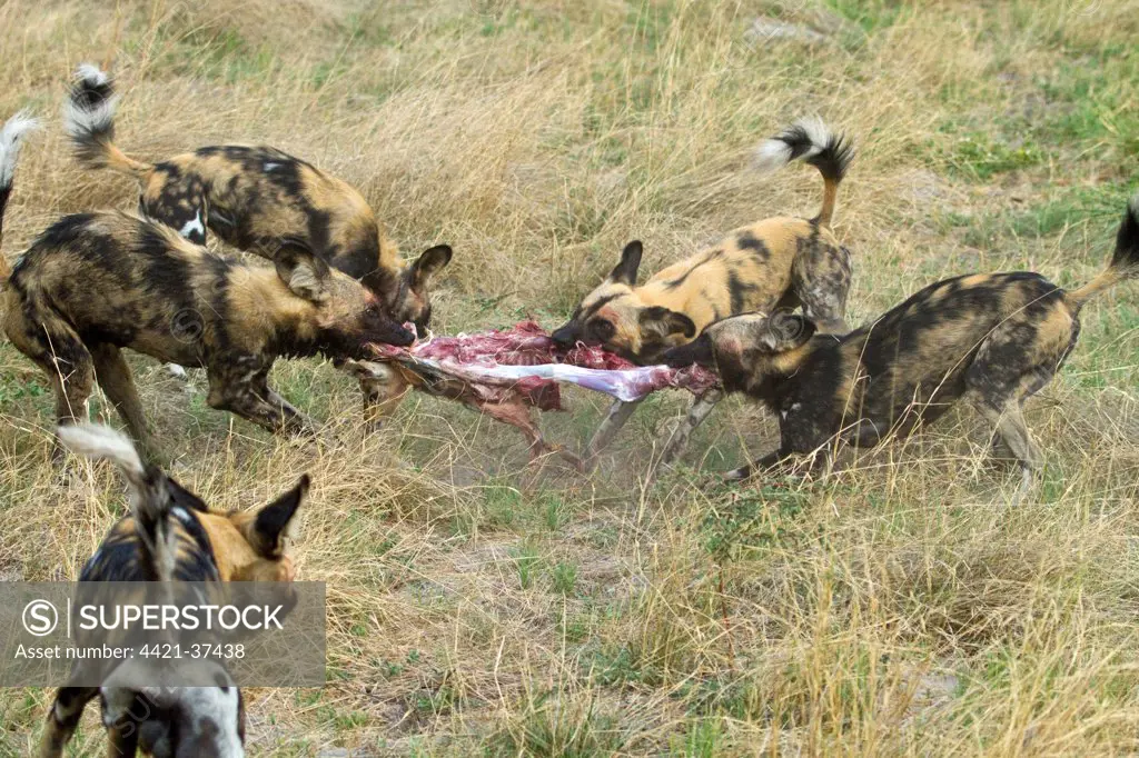 Hunting dogs pull Impala apart. Lycaon pictus is a large canid found only in Africa, especially in savannas and other lightly wooded areas. wooded areas