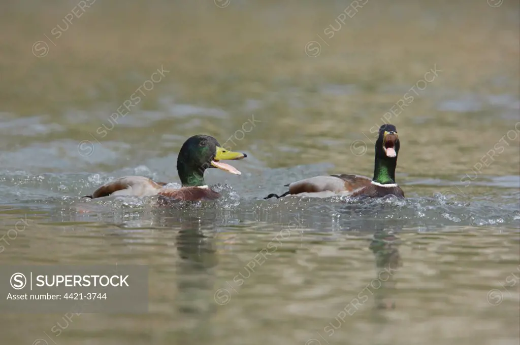 Mallard Duck (Anas platyrhynchos) two adult males, calling on water, Sussex, England