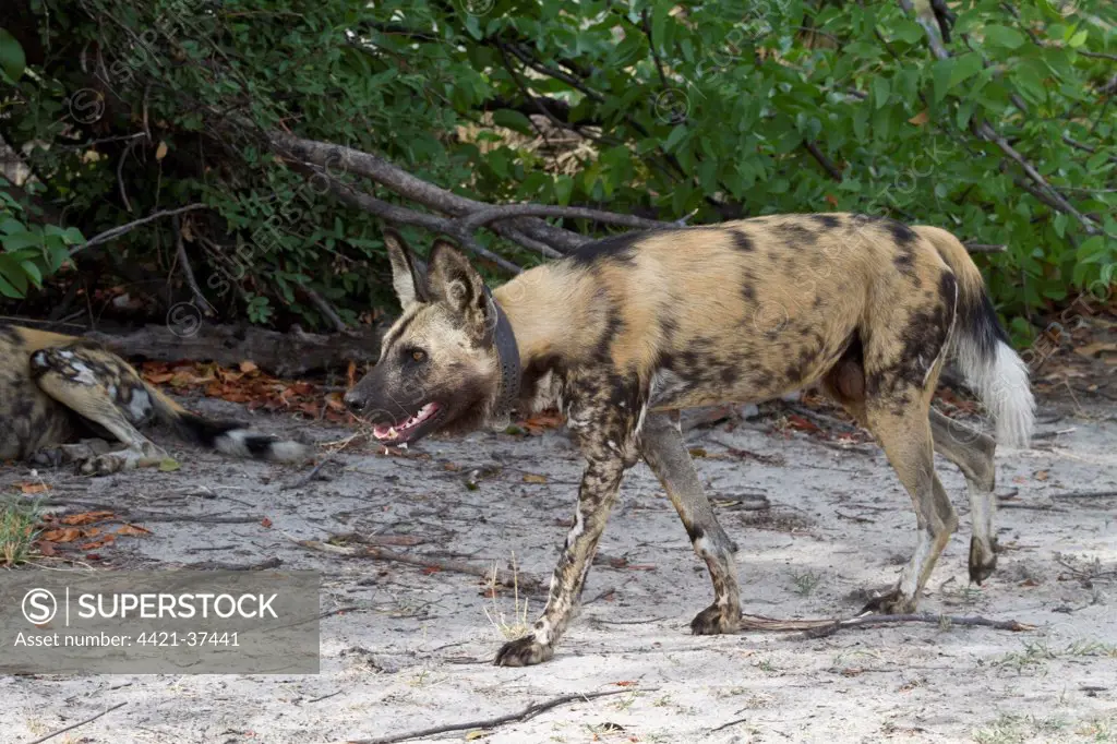 Hunting Dog with radio collar.  Lycaon pictus is a large canid found only in Africa, especially in savannas and other lightly wooded areas.wooded areas