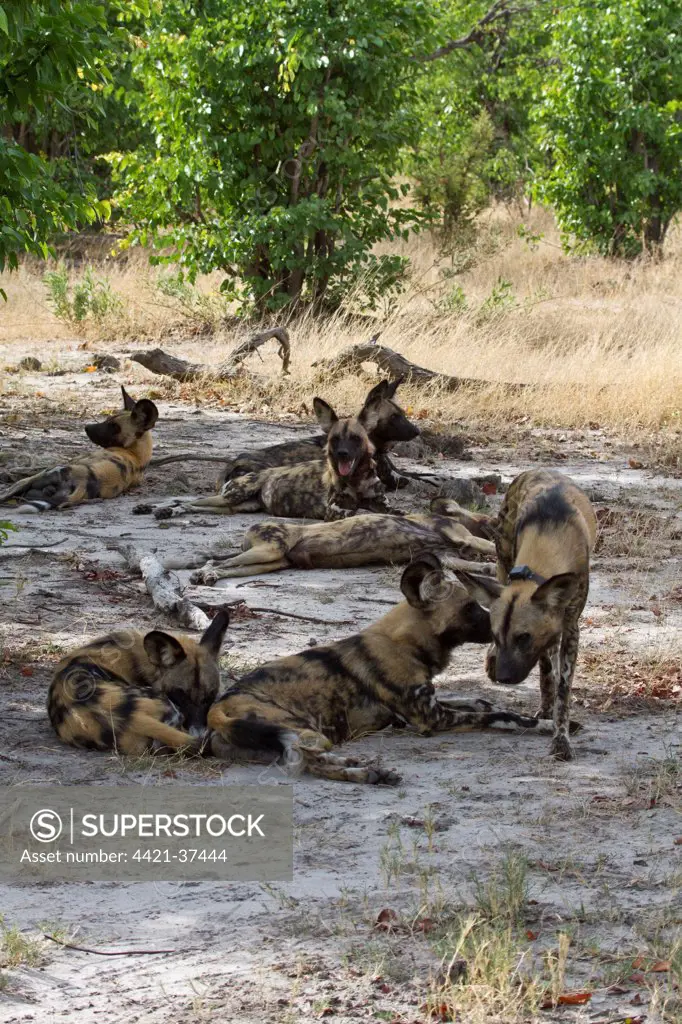 Hunting Dogs rest in the shade of trees.  Lycaon pictus is a large canid found only in Africa, especially in savannas and other lightly wooded areas. wooded areas