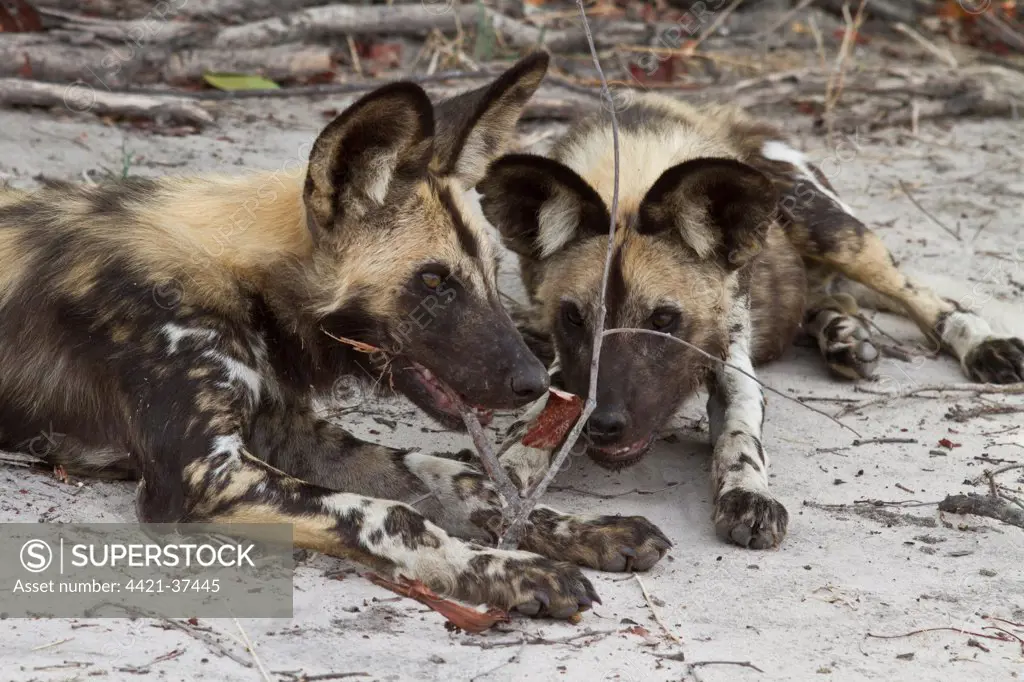Two hunting dog play with a stick.  Lycaon pictus is a large canid found only in Africa, especially in savannas and other lightly wooded areas. wooded areas