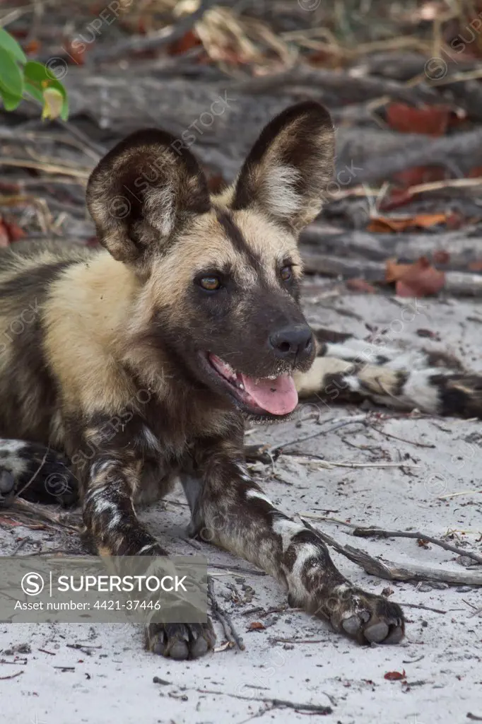 Lycaon pictus is a large canid found only in Africa, especially in savannas and other lightly wooded areas. wooded areas