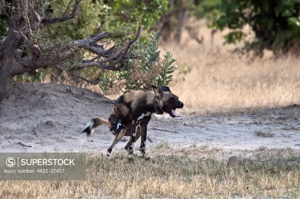 Defecating Hunting dog. Lycaon pictus is a large canid found only in Africa, especially in savannas and other lightly wooded areas
