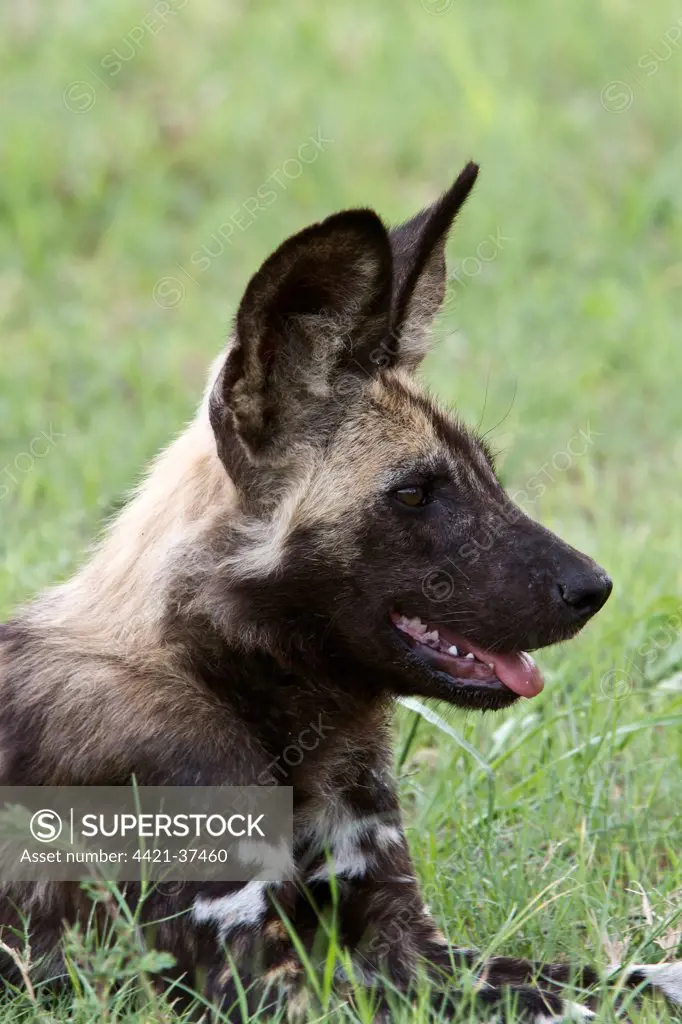 Lycaon pictus is a large canid found only in Africa, especially in savannas and other lightly wooded areas