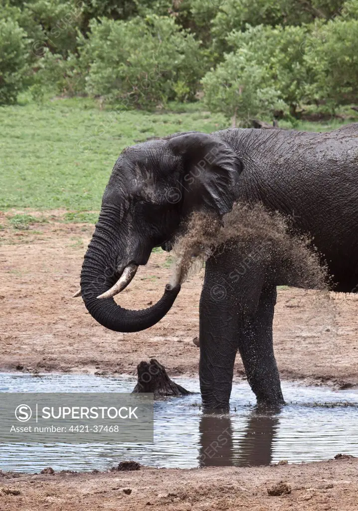 African Elephant drinking at Botswana water hole near Savuti