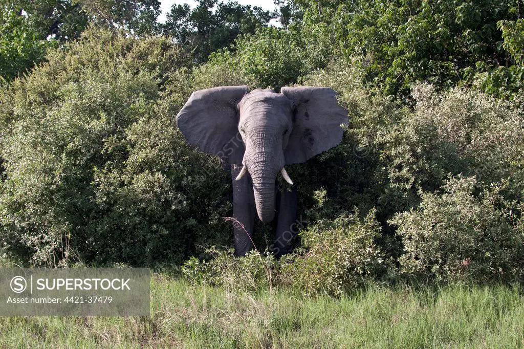 Aggressive ear flapping African Elephant threatens from Botswana bush,