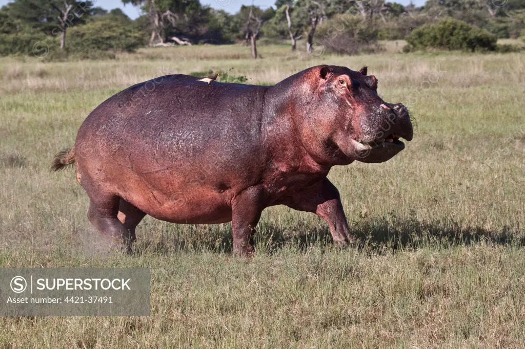 Running Hippo with Oxpecker
