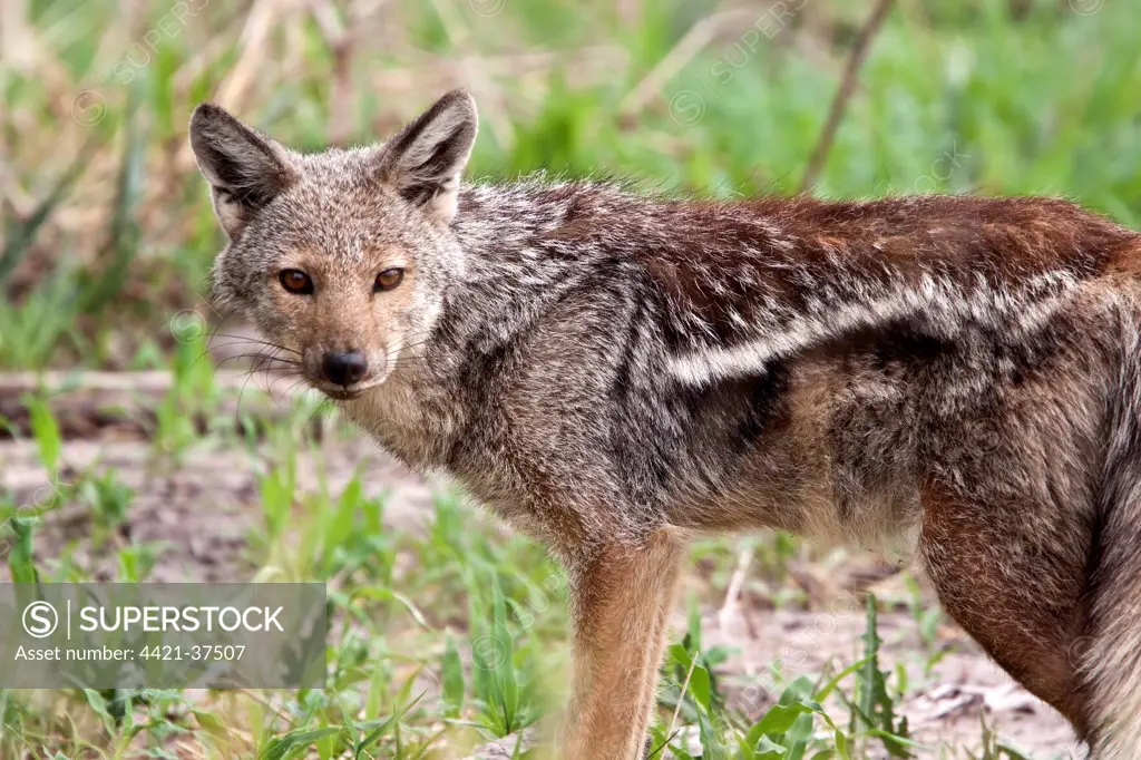 Side striped Jacket - A shy and retiring jackal who#s side stripe is rather cryptic and nondescript