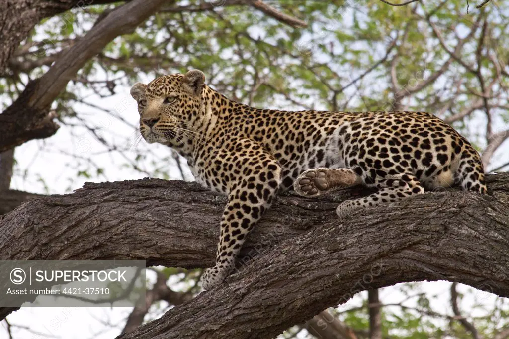 Alert African Leopards looks out from tree branch.