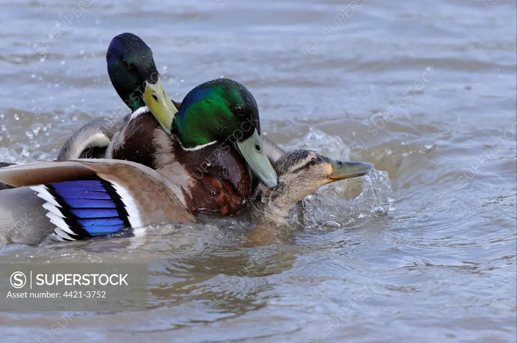 Mallard Duck (Anas platyrhynchos) two adult males, attempting to mate with female on water, Slimbridge, Gloucestershire, England