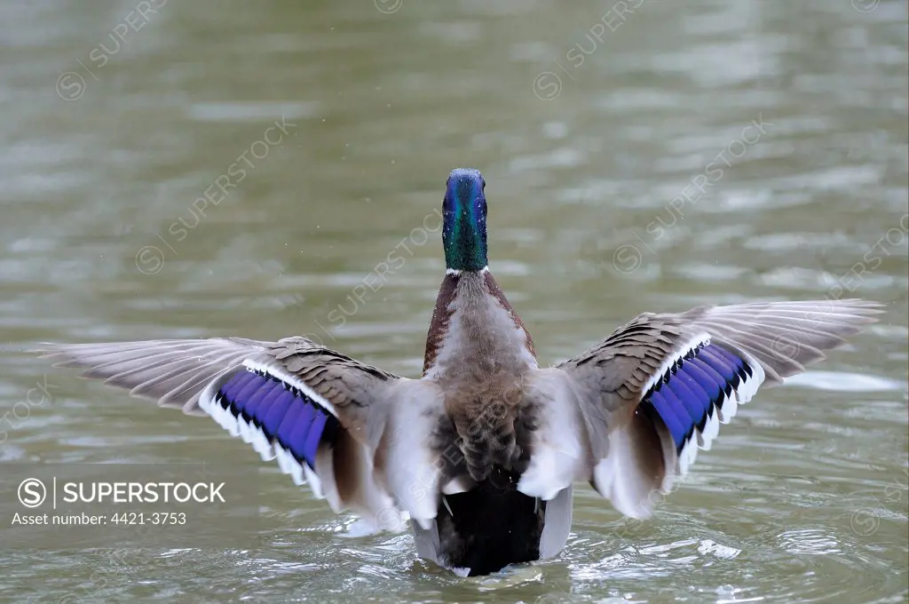 Mallard Duck (Anas platyrhynchos) adult male, rear view, stretching wings on water, Slimbridge, Gloucestershire, England