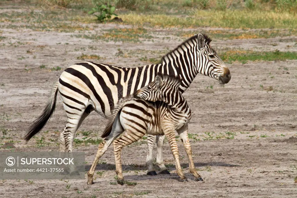 Burchell's Zebra, female with foal