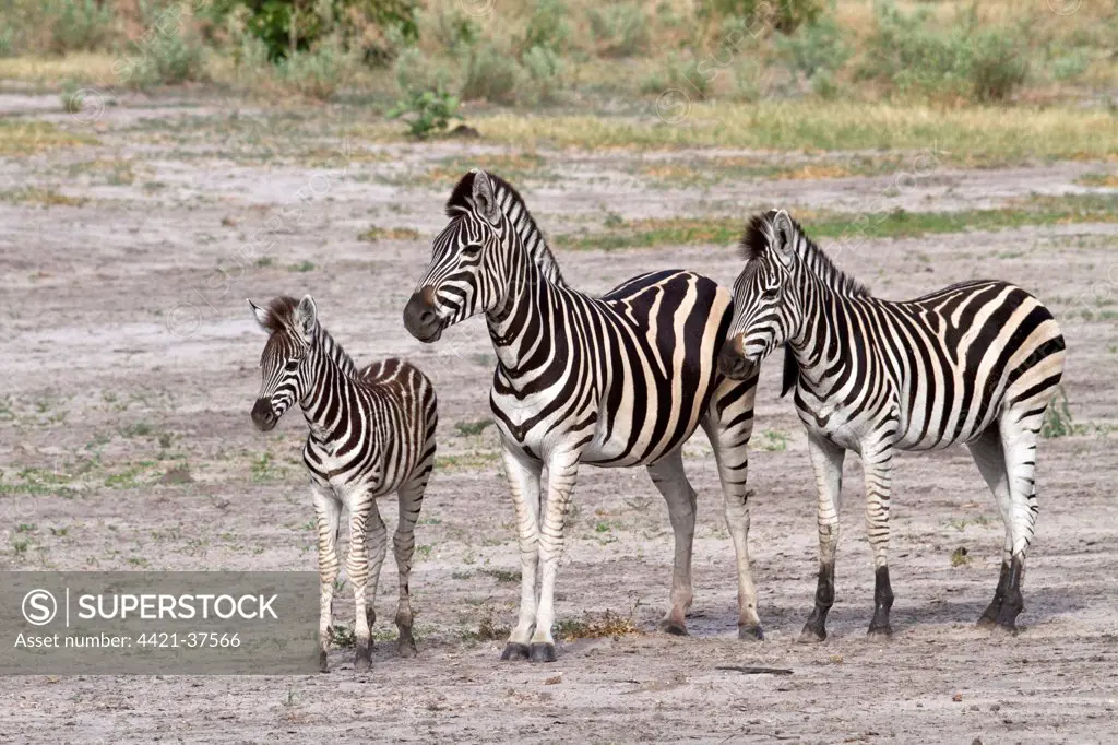 Burchell's Zebra, female with foal and a youngster from last year
