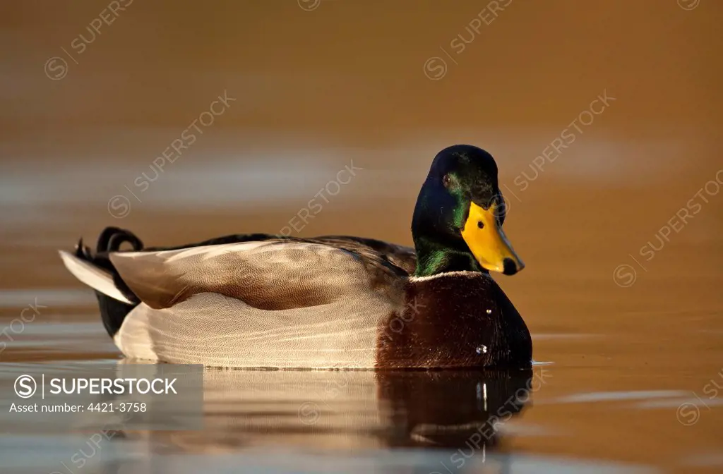 Mallard Duck (Anas platyrhynchos) adult male, swimming, Slimbridge, Gloucestershire, England, december