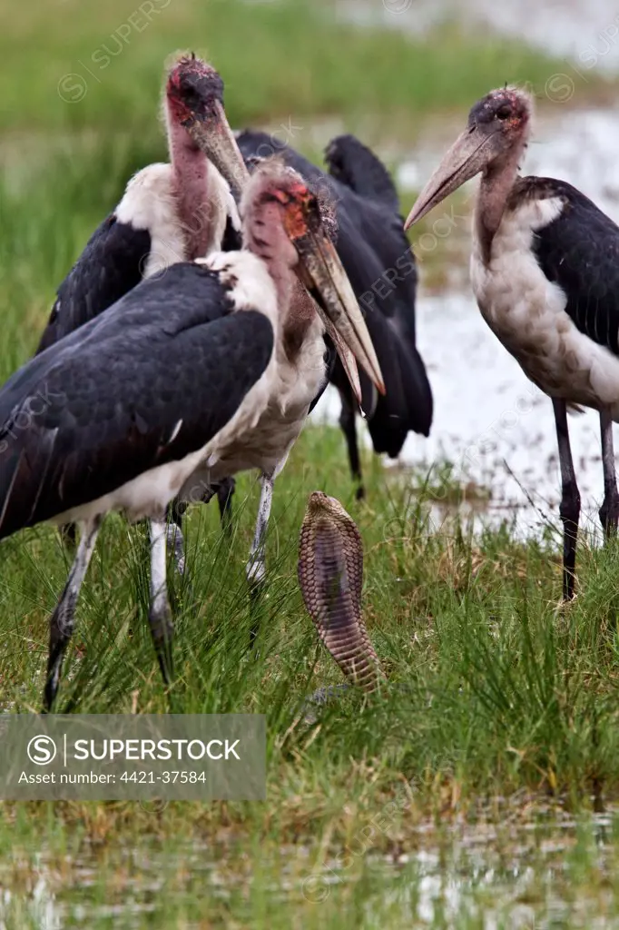 Marabou Storks surround a Mozambique Spitting Cobra