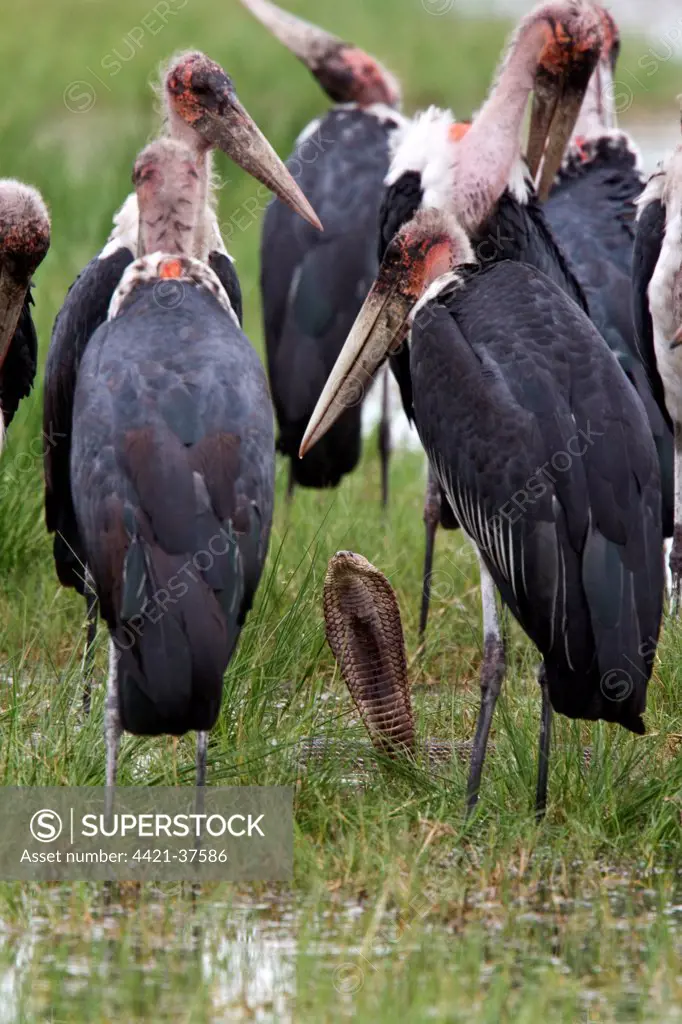 Marabou Storks surround a Mozambique Spitting Cobra