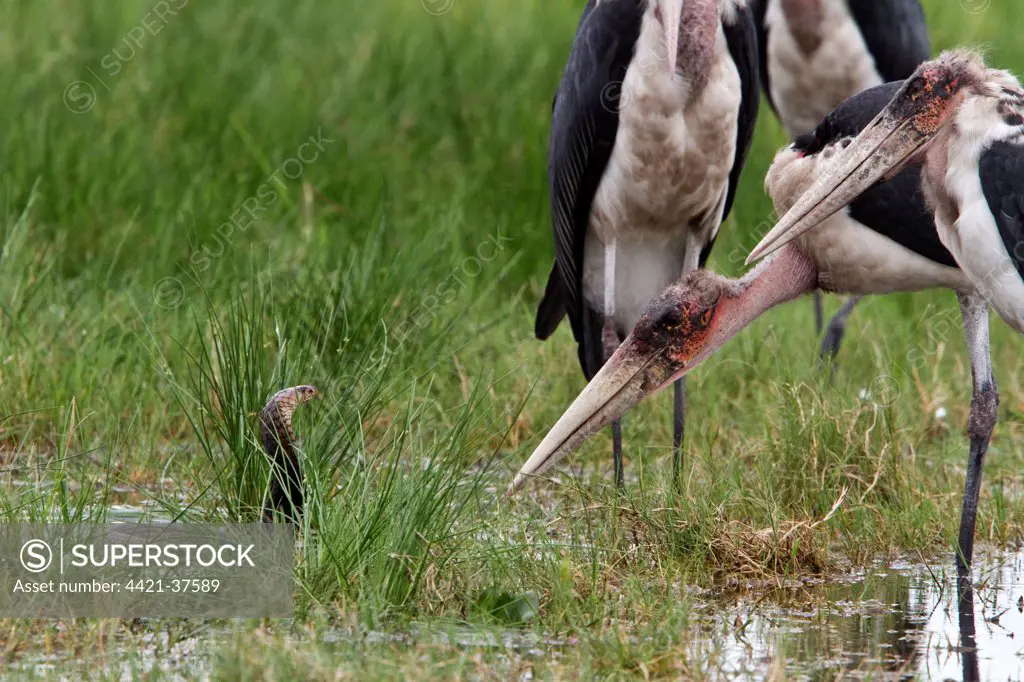 Marabou Storks surround a Mozambique Spitting Cobra