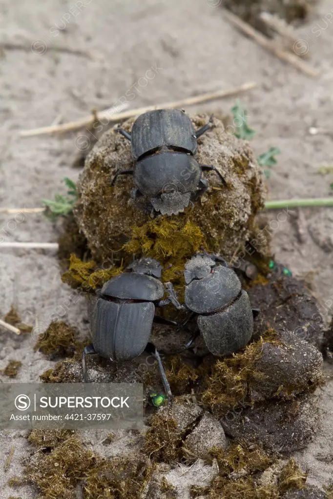 Dung beetles on dung making a ball to roll away and bury with their egg inside