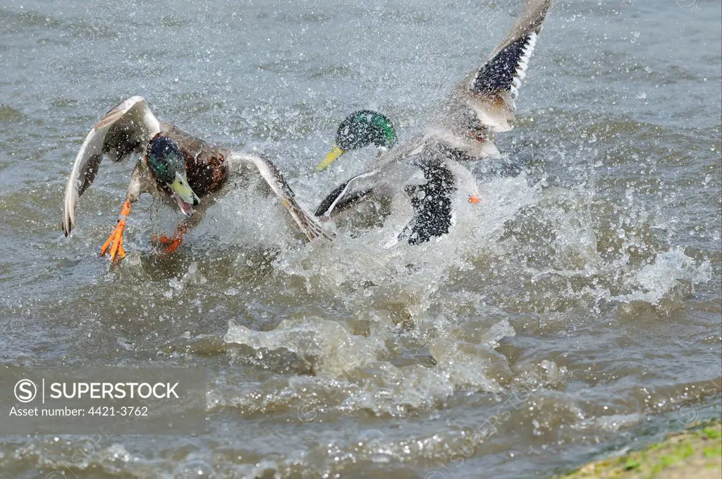 Mallard Duck (Anas platyrhynchos) two adult males, fighting in water, Slimbridge, Gloucestershire, England, may