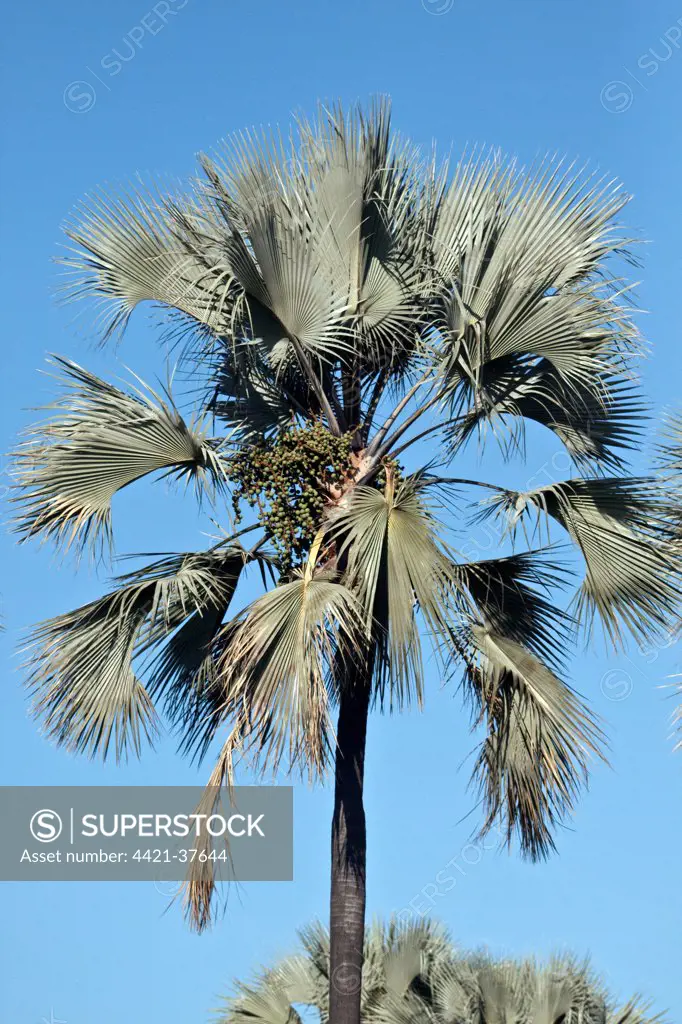 Borassus aethiopum is a species of Borassus palm from Africa. In English it is variously referred to as African fan palm, African palmyra palm, deleb palm, palm, ron palm, toddy palm, black rhun palm, ronier palm