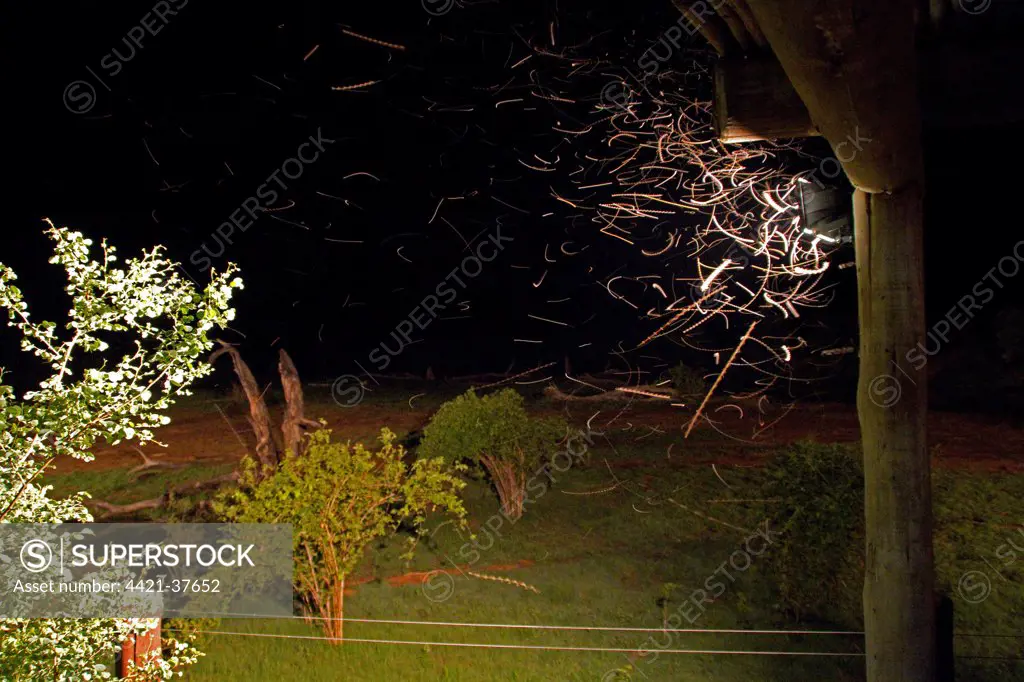 Insects attracted to light after dark in the African bush