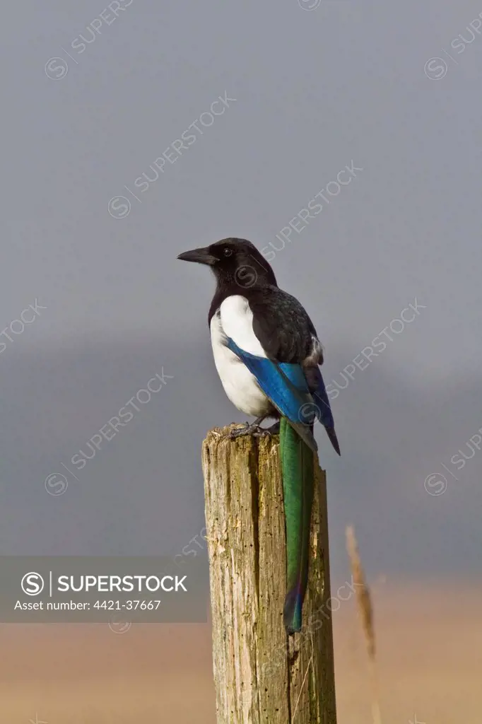 Common Magpie on post at RSPB Minsmere reserve Suffolk