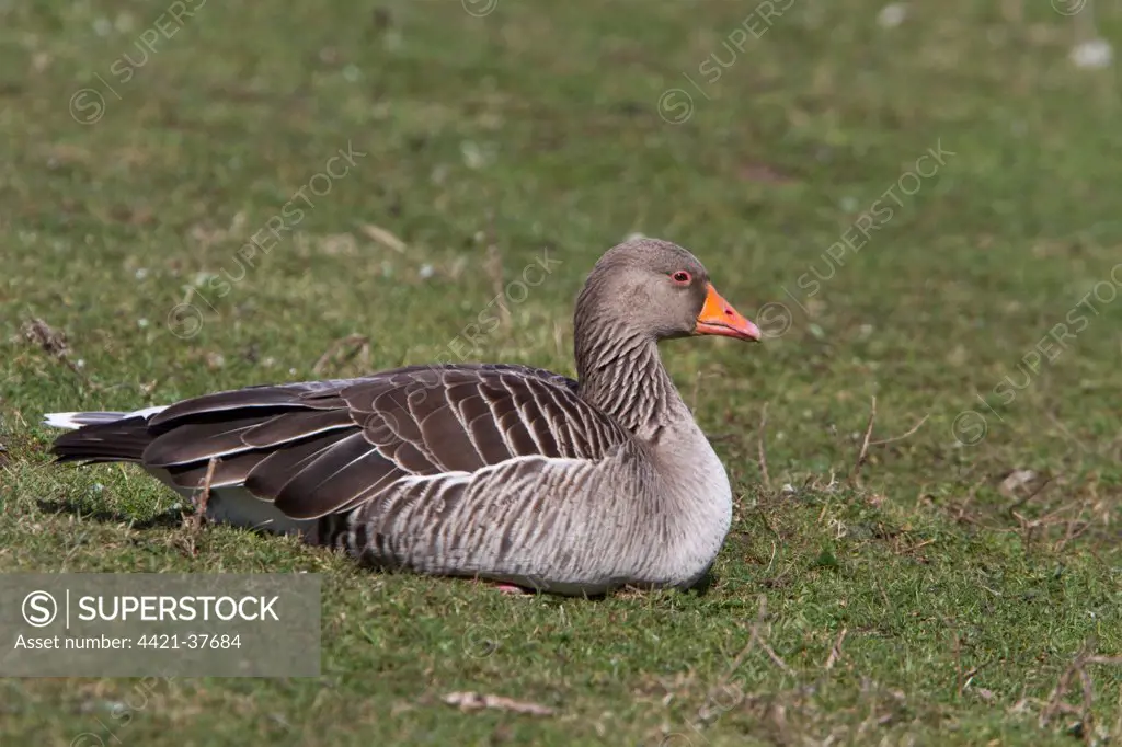 Resting Greylag Goose at Lackford Lakes Nature Reserve Suffolk