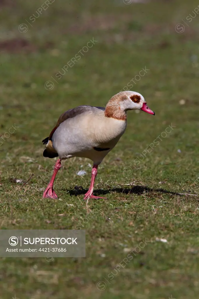 Egyptian Goose at Lackford Lakes Nature Reserve Suffolk. Feral resident Originally from Africa
