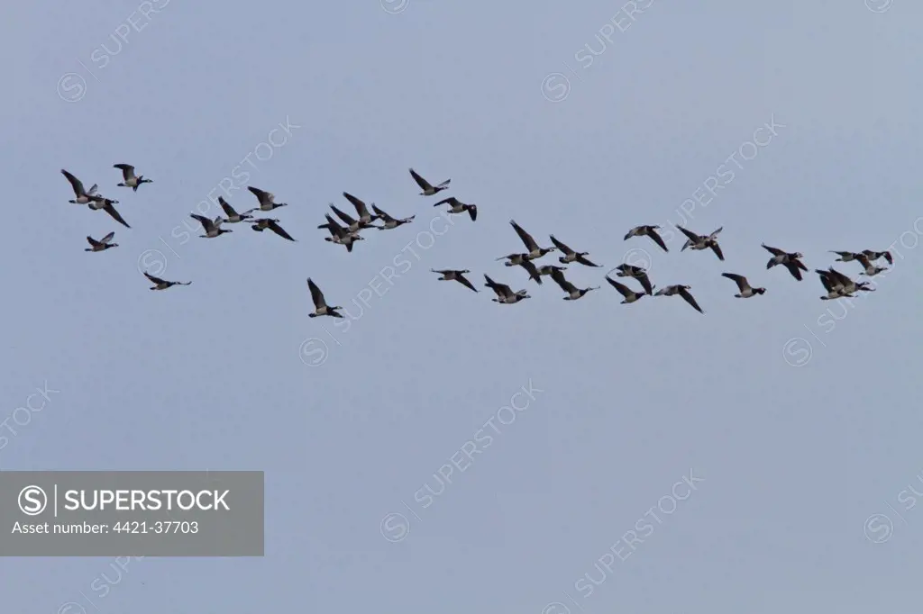 flock of barnacle geese on Islay