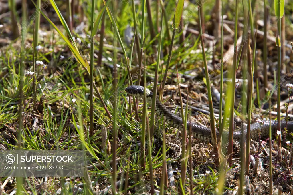 Grass snake hunting in boggy marsh