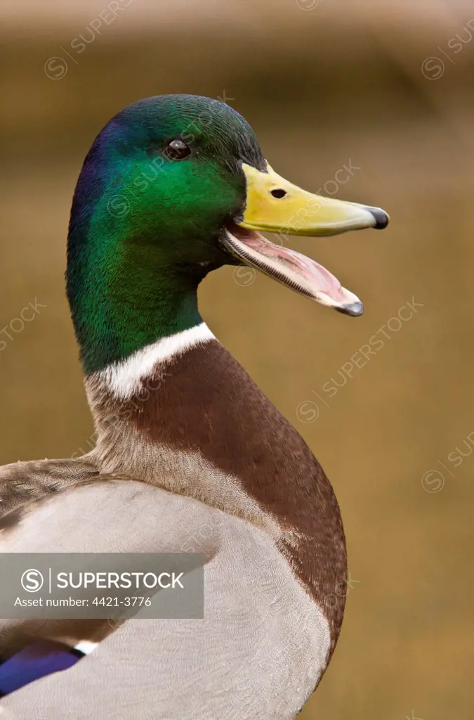 Mallard Duck (Anas platyrhynchos) adult male, calling, close-up of head and neck, Norfolk, England, march