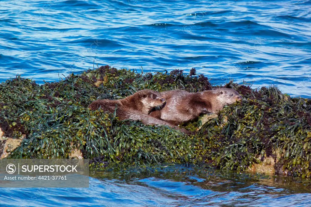 Two Otters on Egg Wrack seaweed - isle of Jura, Scotland