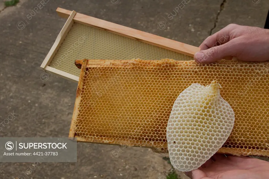 Honey bee hive wax frames, furthest has a new wax foundation, next is a wax frame that is being reused after honey has been removed, nearest is a natural bees wax comb.