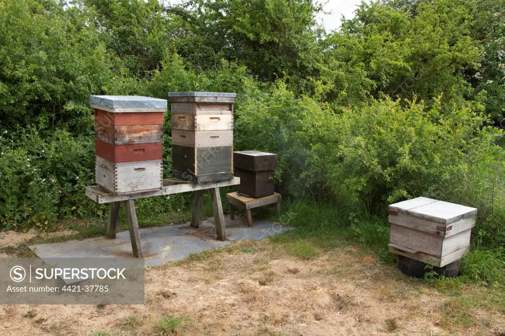 Western Honey bee hives showing the different sections with will contain honey and the larva of the bee colony. The biggest box is called the brood box and will contain a queen.