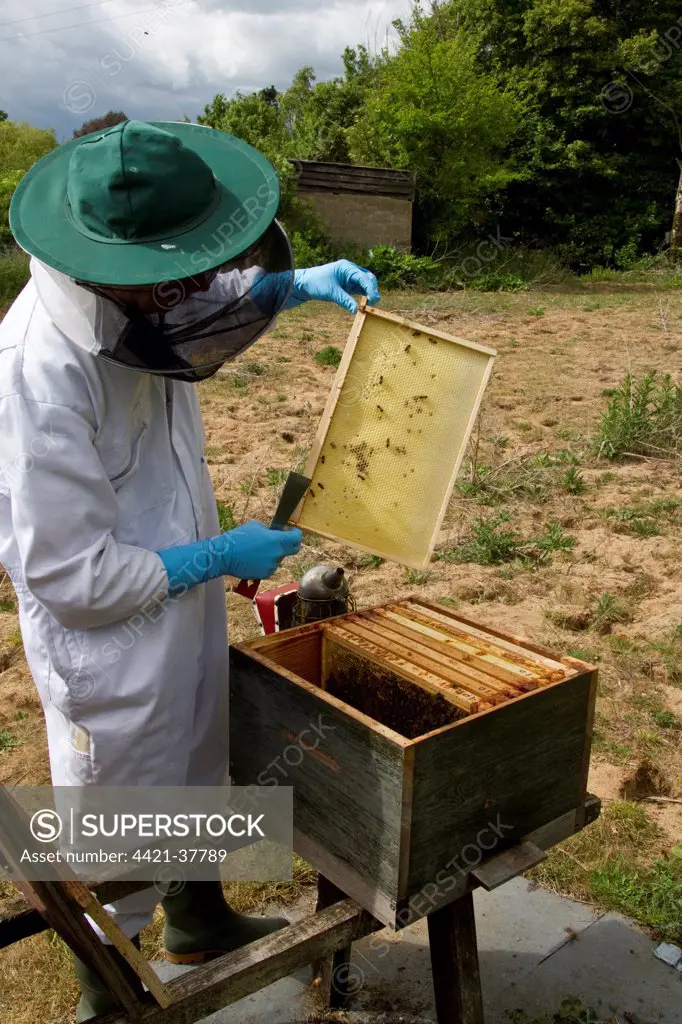 Examining a new wax foundation frame from the brood box part of the hive, bees have already started to make the comb ready for larva or honey. Note the smoker on the side of the hive frame.
