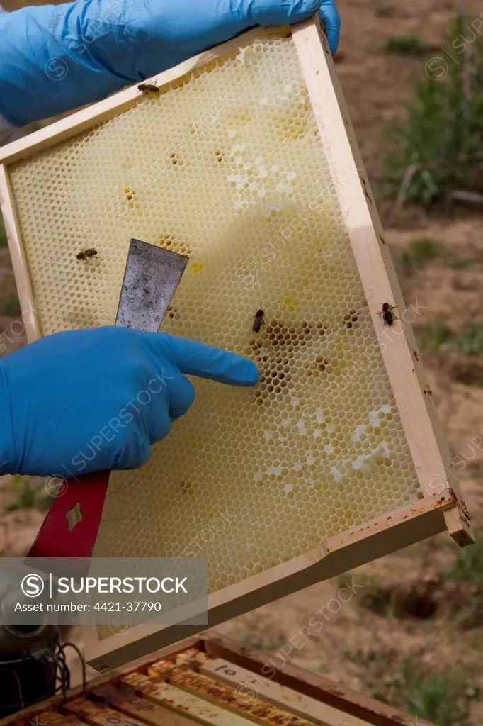 Examining the new comb from the brood box for possible problems such as parasites.