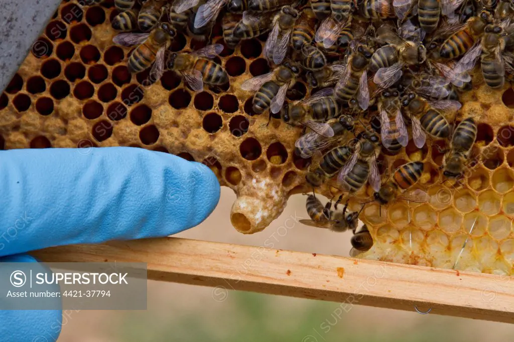 Pointing out a new honey bee queen cell on the brood frame