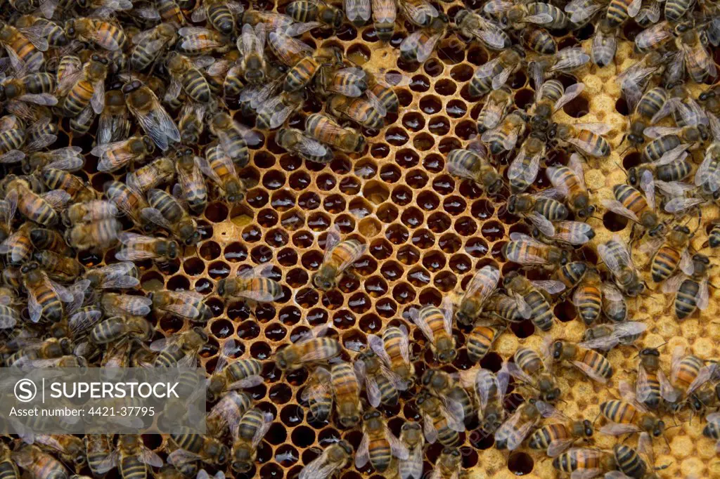Worker bees tending drone and honey/nectar cells in the brood frame part of the hive.