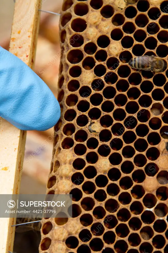 Pointing out a newly emerging worker honey bee on the brood frame