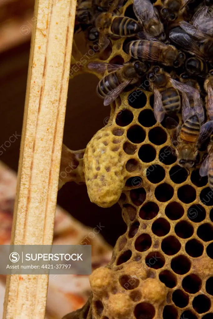 A queen cell on the side of brood frame with worker bees